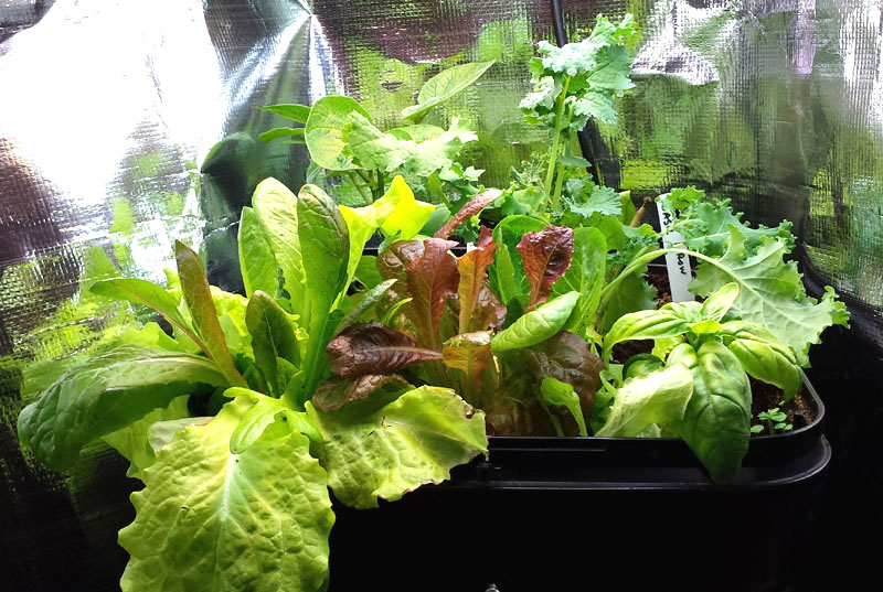 SolarFlexx Foil used for improving Growlight lower plant growth in Veggie Garden2go system